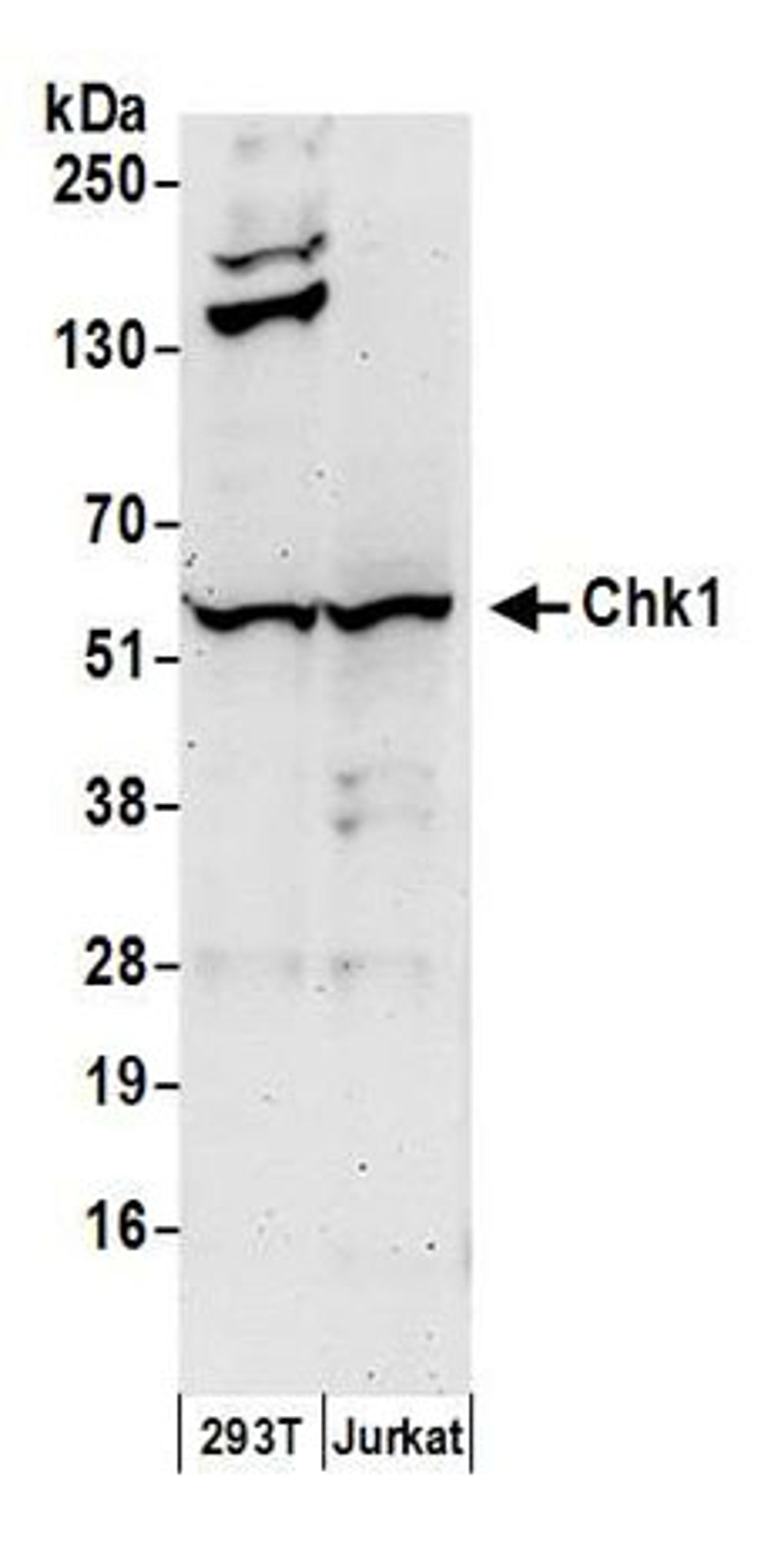 Detection of human Chk1 by western blot.