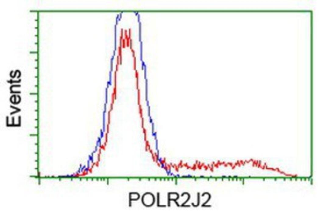 Flow Cytometry: POLR2J2 Antibody (3G4) [NBP2-03649] - HEK293T cells transfected with either overexpression plasmid (Red) or empty vector control plasmid (Blue) were immunostained by anti-POLR2J2 antibody, and then analyzed by flow cytometry.