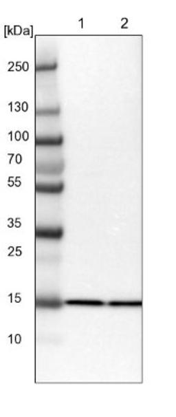 Western Blot: eIF5A2 Antibody [NBP1-85943] - Lane 1: NIH-3T3 cell lysate (Mouse embryonic fibroblast cells)<br/>Lane 2: NBT-II cell lysate (Rat Wistar bladder tumour cells)