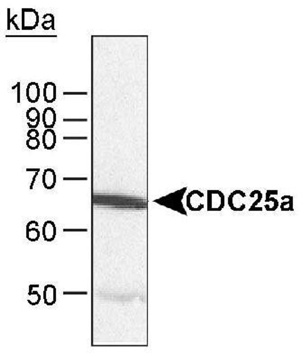 Immunoprecipitation: Cdc25A Antibody [NB100-213] - Detection of human CDC25a, using NB100-213, by Immunoprecipitation followed by Western Blot. Sample: Nuclear extract from HeLa cells.