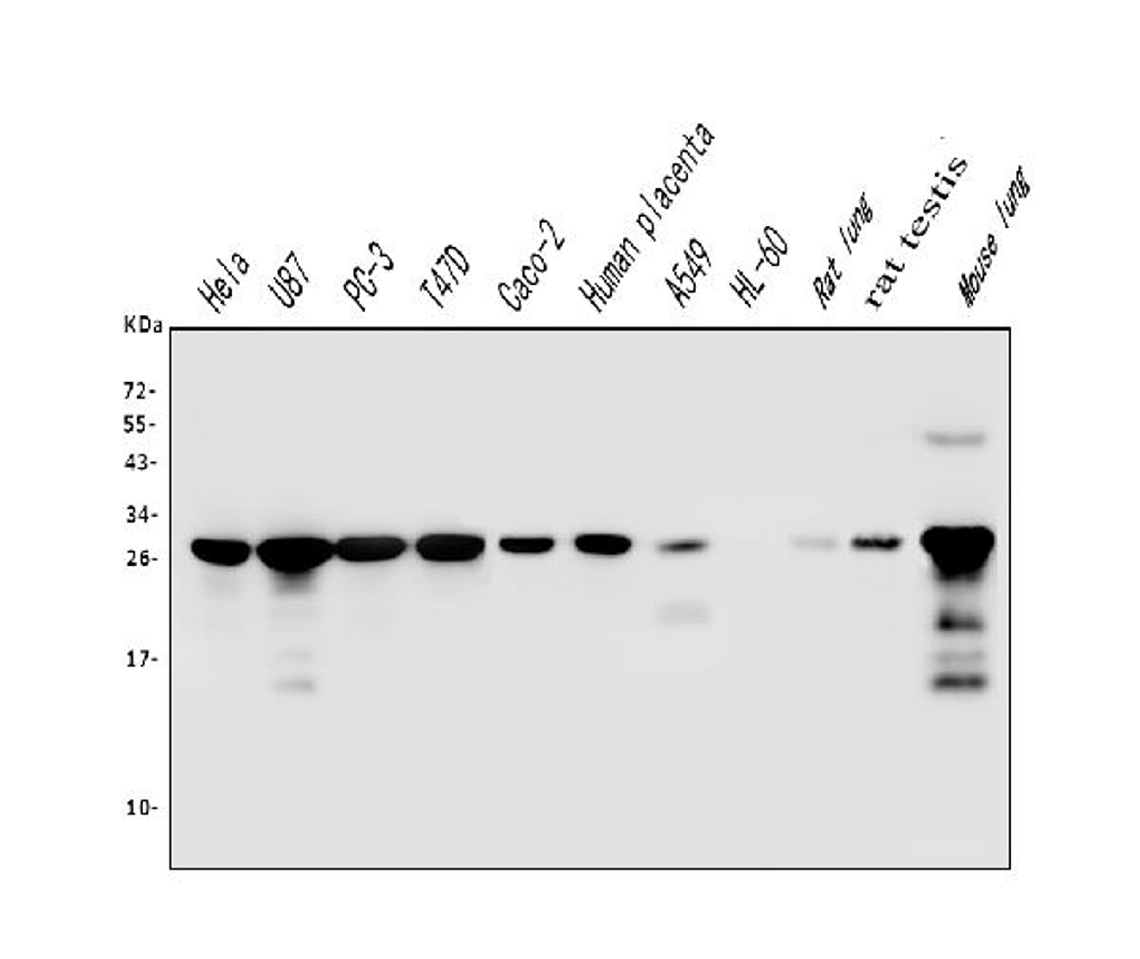 Western blot analysis of Galectin 3/LGALS3 using anti-Galectin 3/LGALS3 antibody