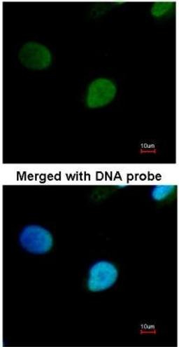 Immunocytochemistry/Immunofluorescence: PRP19 Antibody [NBP1-31354] - Analysis of HeLa.