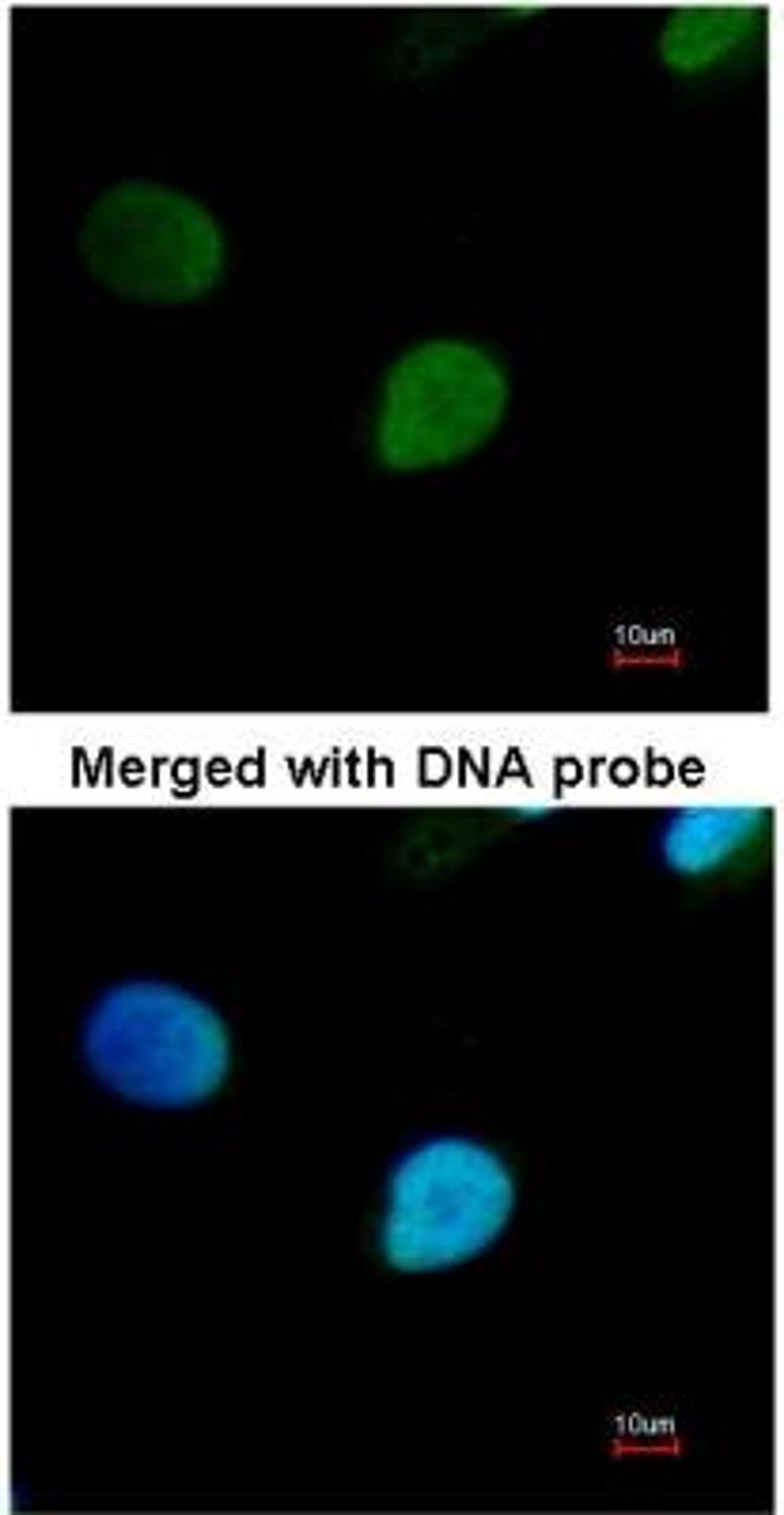 Immunocytochemistry/Immunofluorescence: PRP19 Antibody [NBP1-31354] - Analysis of HeLa.