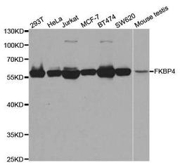 Western blot analysis of extracts of various cell lines using FKBP4 antibody