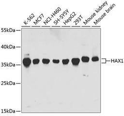 Western blot - HAX1 antibody (A5551)