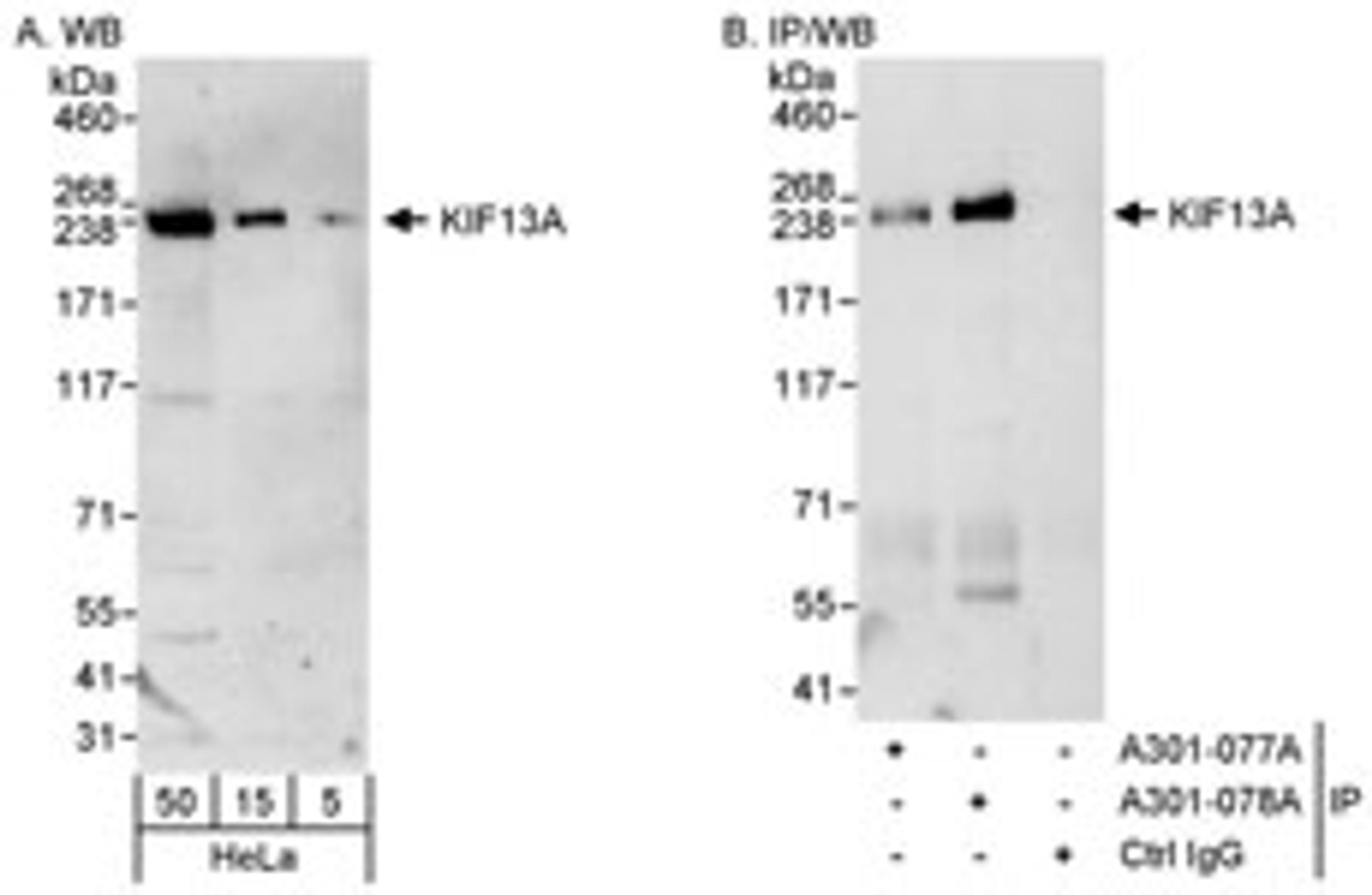 Detection of human KIF13A by western blot and immunoprecipitation.