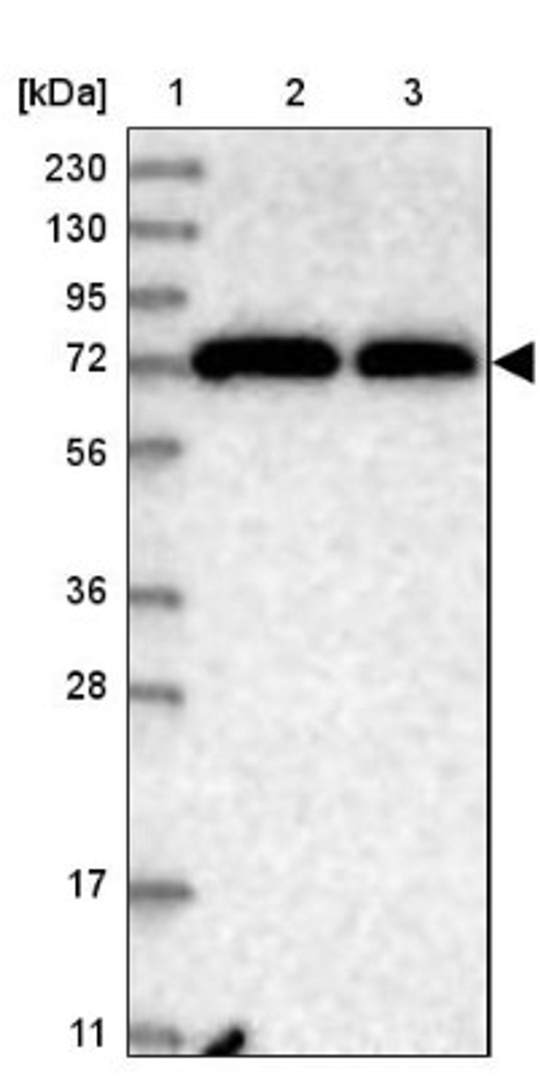 Western Blot: PCDHA3 Antibody [NBP1-87323] - Lane 1: Marker [kDa] 230, 130, 95, 72, 56, 36, 28, 17, 11<br/>Lane 2: Human cell line RT-4<br/>Lane 3: Human cell line U-251MG sp