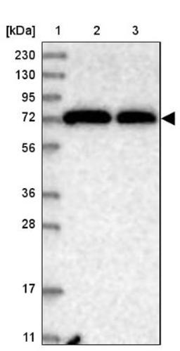 Western Blot: PCDHA3 Antibody [NBP1-87323] - Lane 1: Marker [kDa] 230, 130, 95, 72, 56, 36, 28, 17, 11<br/>Lane 2: Human cell line RT-4<br/>Lane 3: Human cell line U-251MG sp