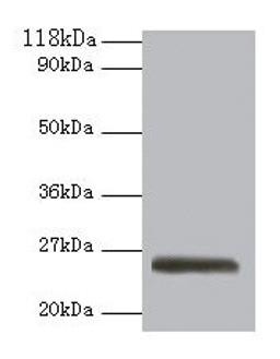 Western blot. All lanes: ERAS antibody at 2µg/ml + 293T whole cell lysate. Secondary. Goat polyclonal to rabbit IgG at 1/10000 dilution. Predicted band size: 26 kDa. Observed band size: 26 kDa
