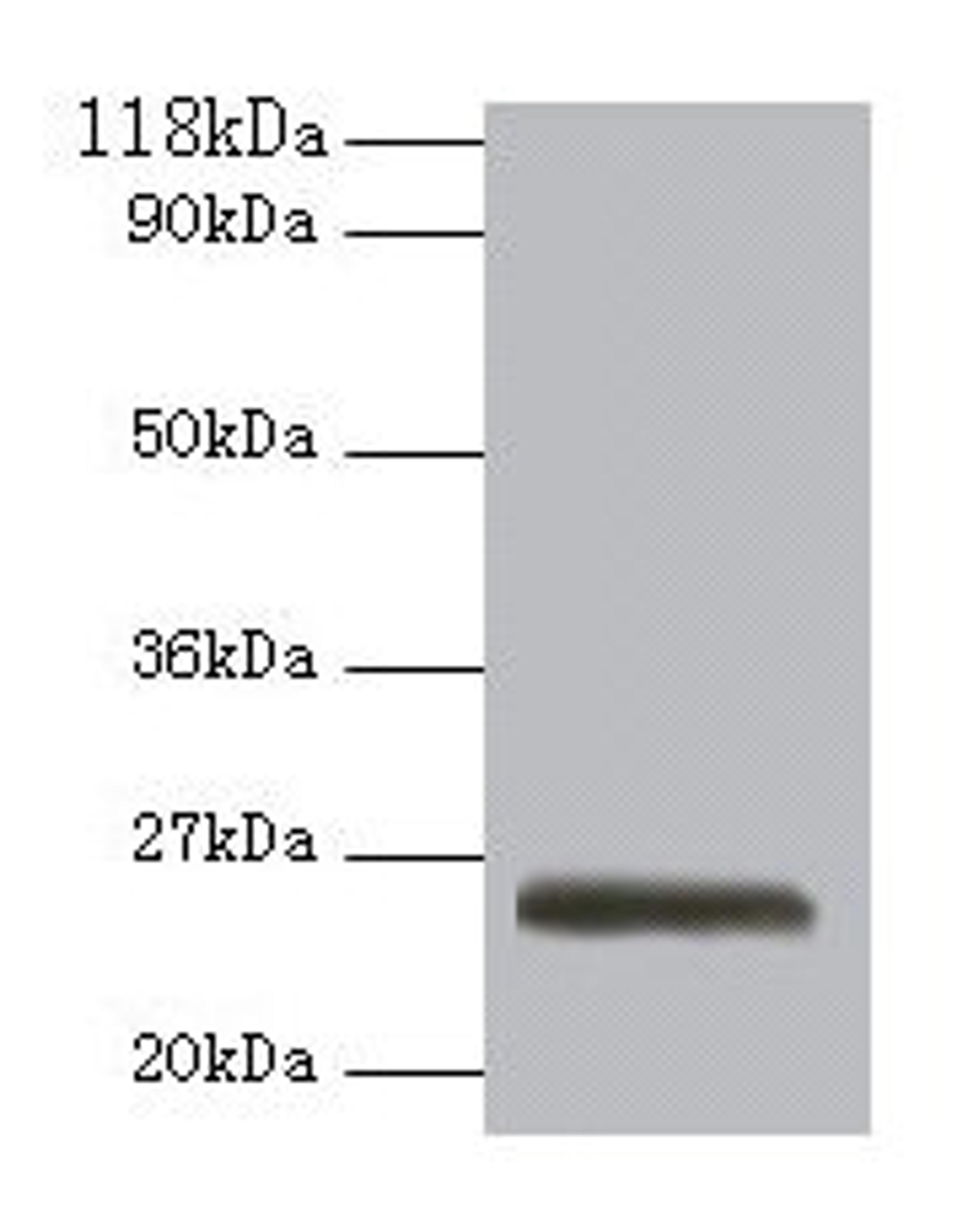 Western blot. All lanes: ERAS antibody at 2µg/ml + 293T whole cell lysate. Secondary. Goat polyclonal to rabbit IgG at 1/10000 dilution. Predicted band size: 26 kDa. Observed band size: 26 kDa