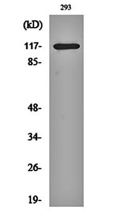 Western blot analysis of 293 cell lysates using HDAC4 (phospho-S632) antibody