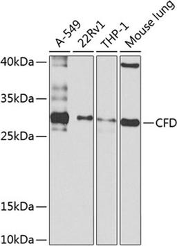 Western blot - CFD antibody (A8117)