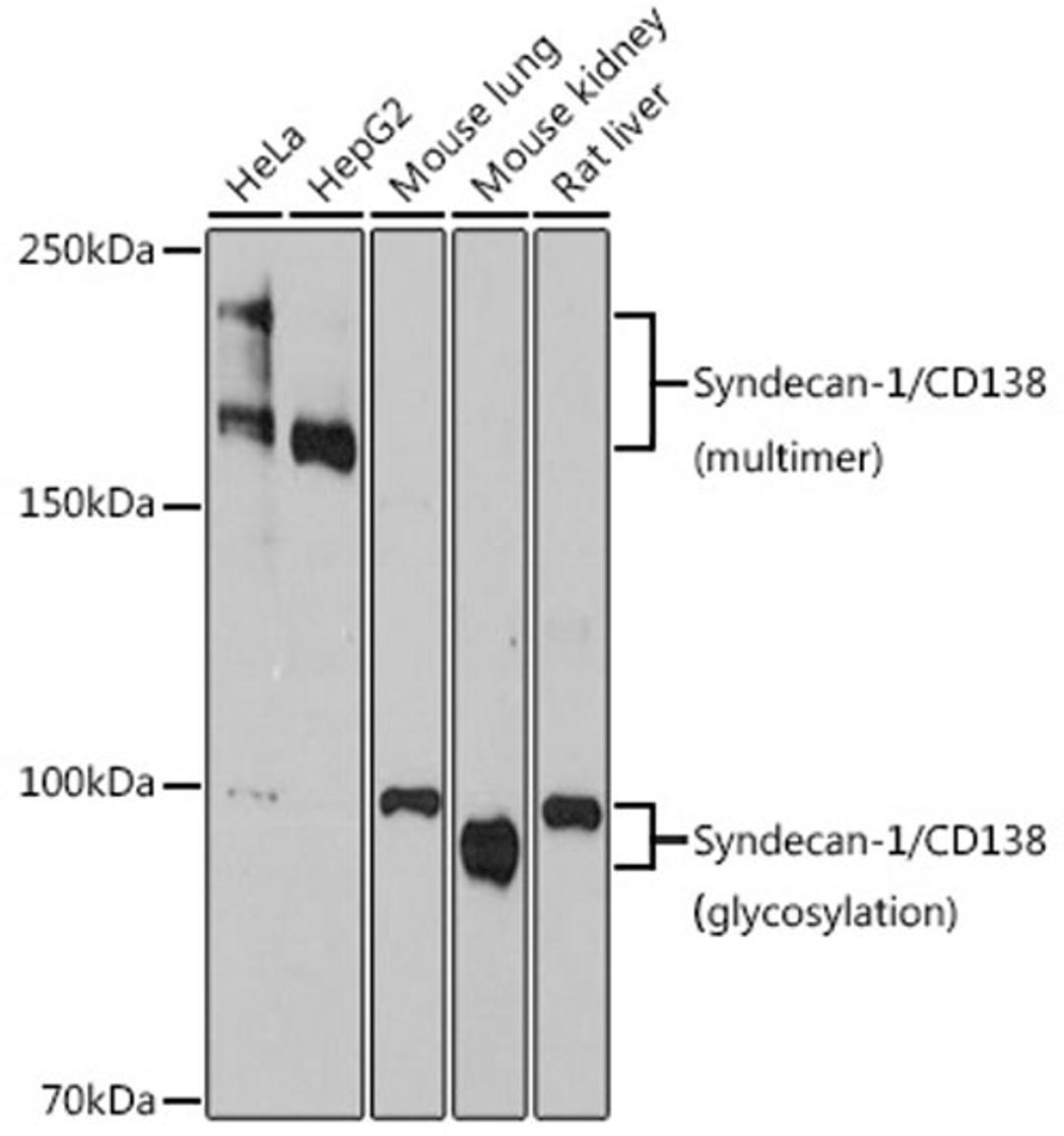 Western blot - Syndecan 1 Rabbit mAb (A4174)