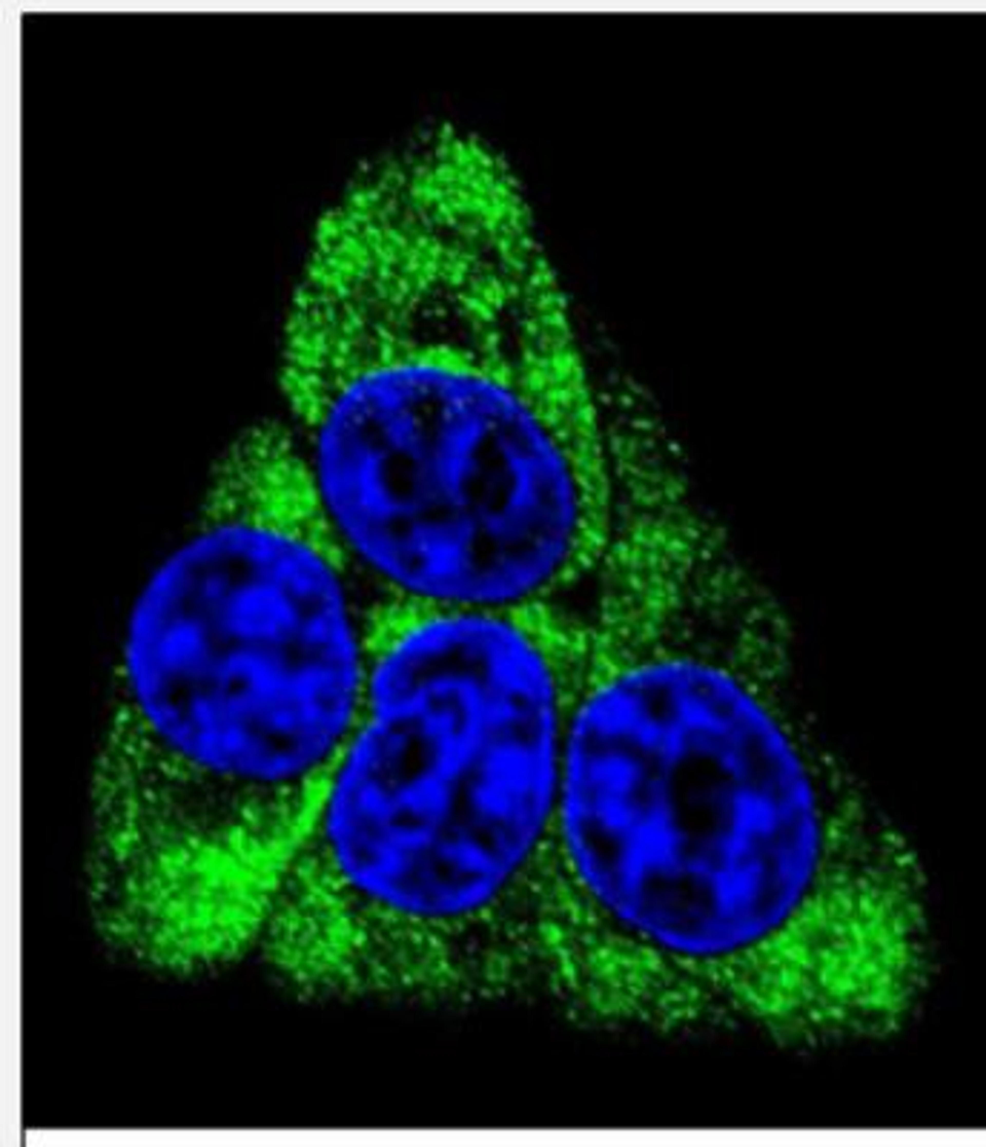 Immunocytochemistry/Immunofluorescence: BCKDHB Antibody [NBP2-29984] - Confocal immunofluorescent analysis of  (N-term)(NBP2-29984) with Hela cell followed by Alexa Fluor 488-conjugated goat anti-rabbit lgG (green). DAPI was used to stain the cell nuclear (blue).