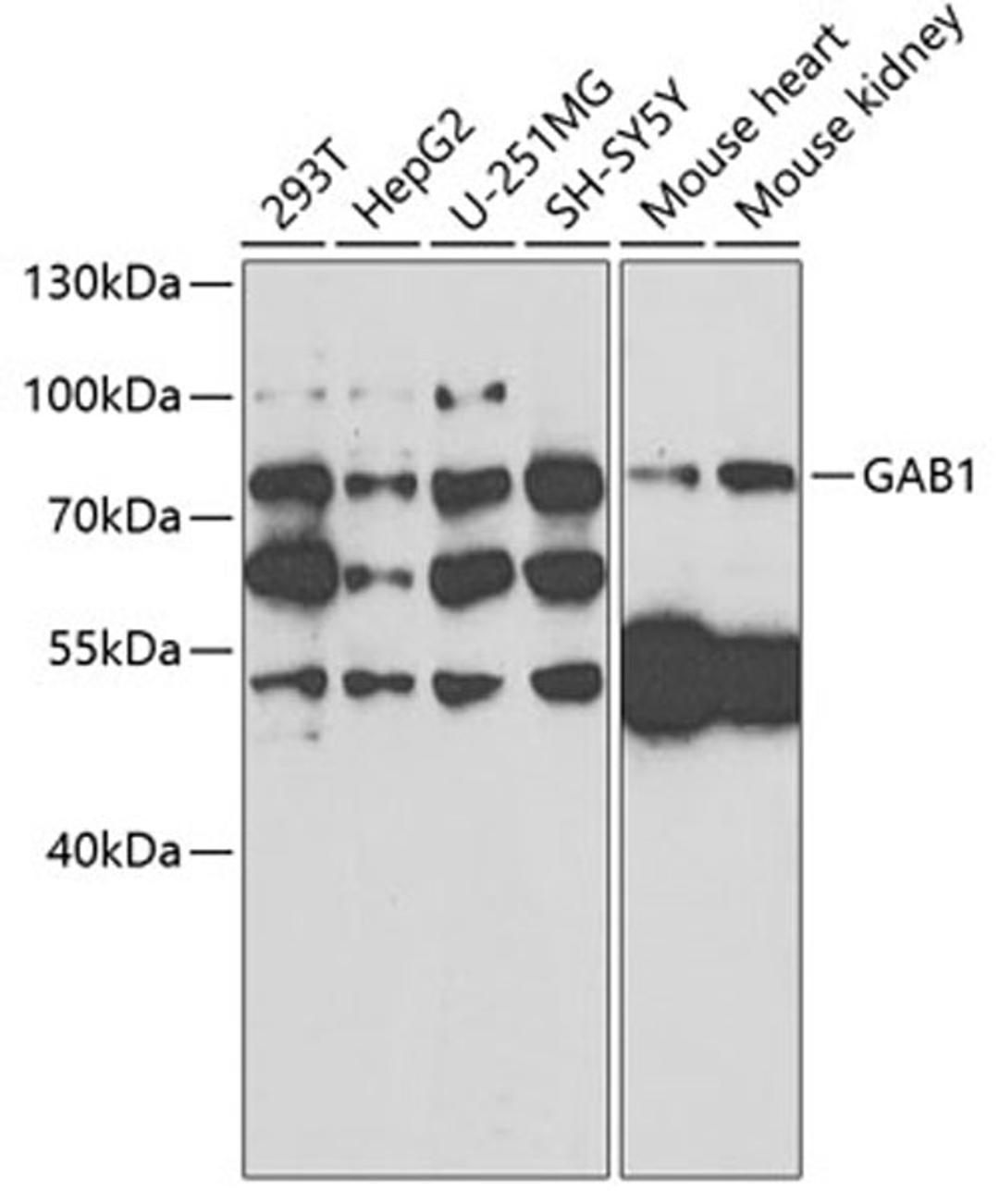 Western blot - GAB1 antibody (A6248)