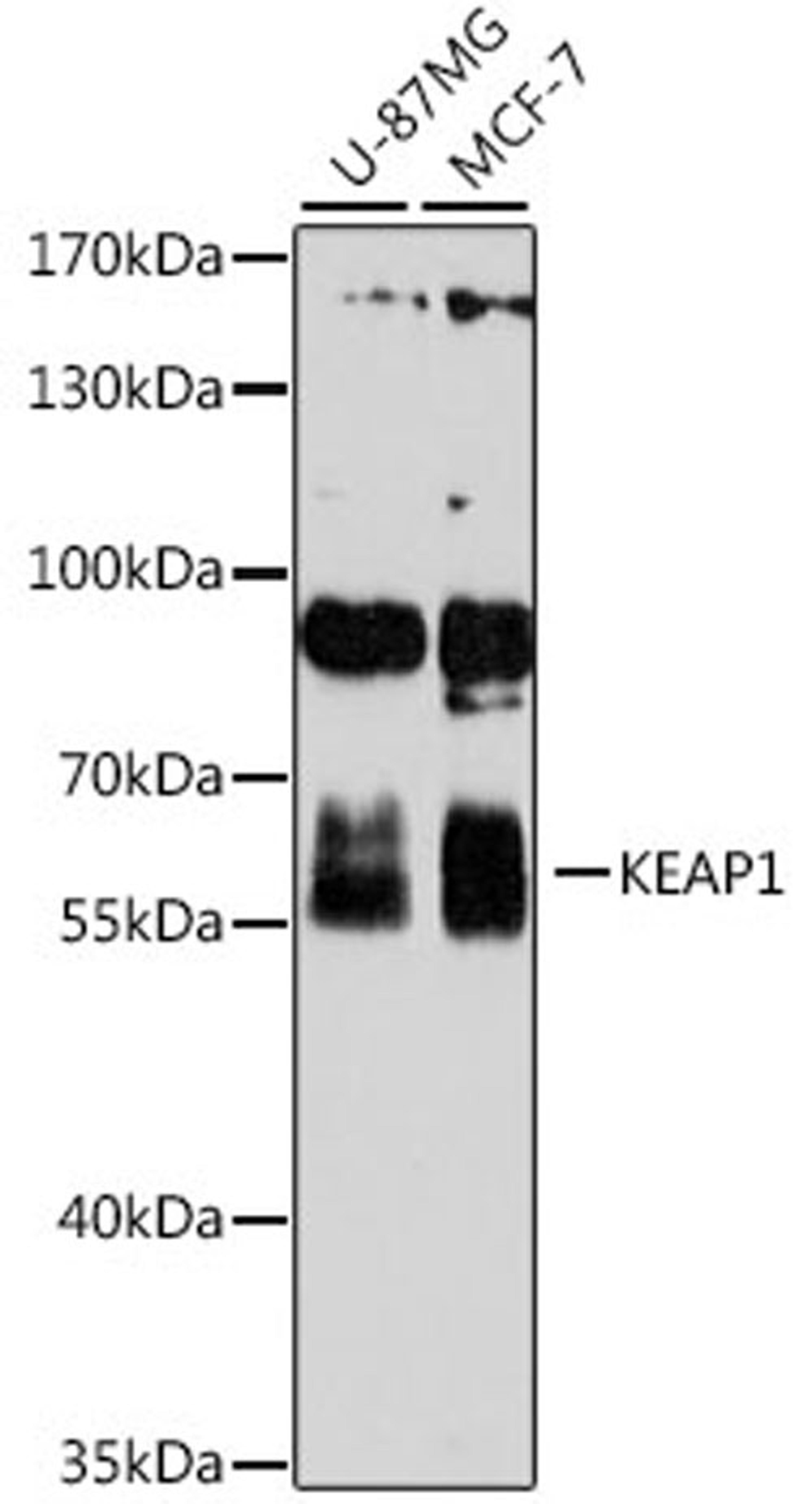 Western blot - KEAP1 antibody (A1820)