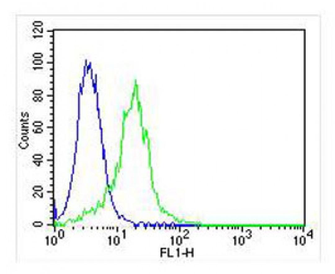 Overlay histogram showing Hela cells stained with Antibody (green line). The cells were fixed with 2% paraformaldehyde (10 min) and then permeabilized with 90% methanol for 10 min. The cells were then icubated in 2% bovine serum albumin to block non-speci