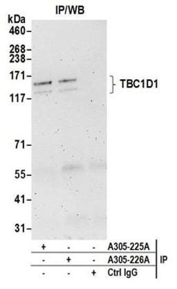 Detection of human TBC1D1 by western blot of immunoprecipitates.