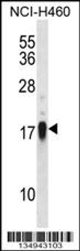 Western blot analysis in NCI-H460 cell line lysates (35ug/lane).