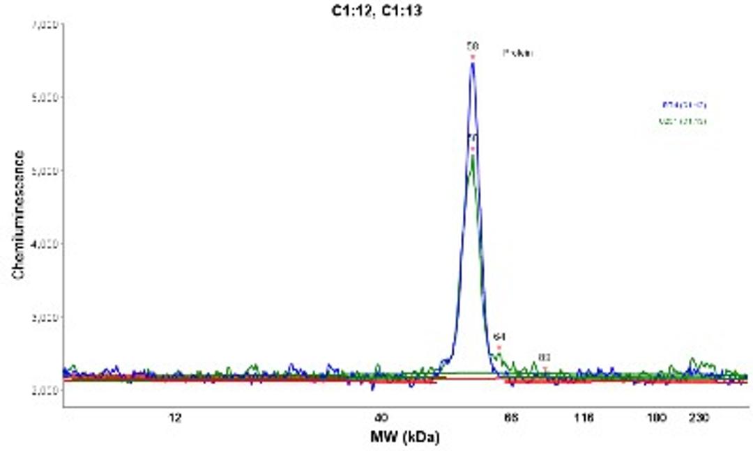 Simple Western: PCCB Antibody [NBP1-85886] - Electropherogram image(s) of corresponding Simple Western lane view. PCCB antibody was used at 1:20 dilution on RT-4 and U-251MG sp lysates(s).