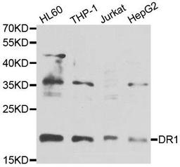 Western blot analysis of extracts of various cell lines using DR1 antibody