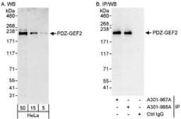 Detection of human PDZ-GEF2 by western blot and immunoprecipitation.