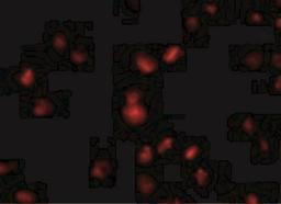 Immunocytochemistry/Immunofluorescence: Nucleoporin 107 Antibody [NBP1-76926] - Immunofluorescence of NUP107 in A549 cells with NUP107 antibody at 10 ug/mL.