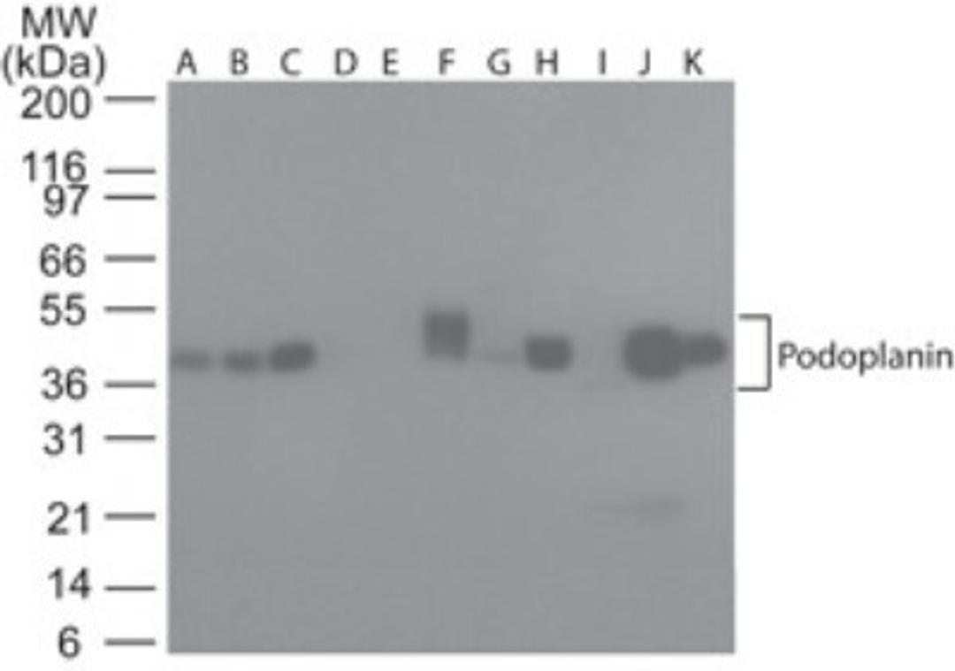 Western Blot: Podoplanin Antibody (NZ-1.2) [NBP2-03952] - Analysis using the Azide Free version of NBP2-03952. Detection of lysate from human A) Brain, B) Heart, C) Small Intestine, D) Kidney, E) Liver, F) Lung, G) Muscle, H) Stomach, I) Spleen, J) Ovary, and K) Testis probed with podoplanin antibody at 5 ug/ml.