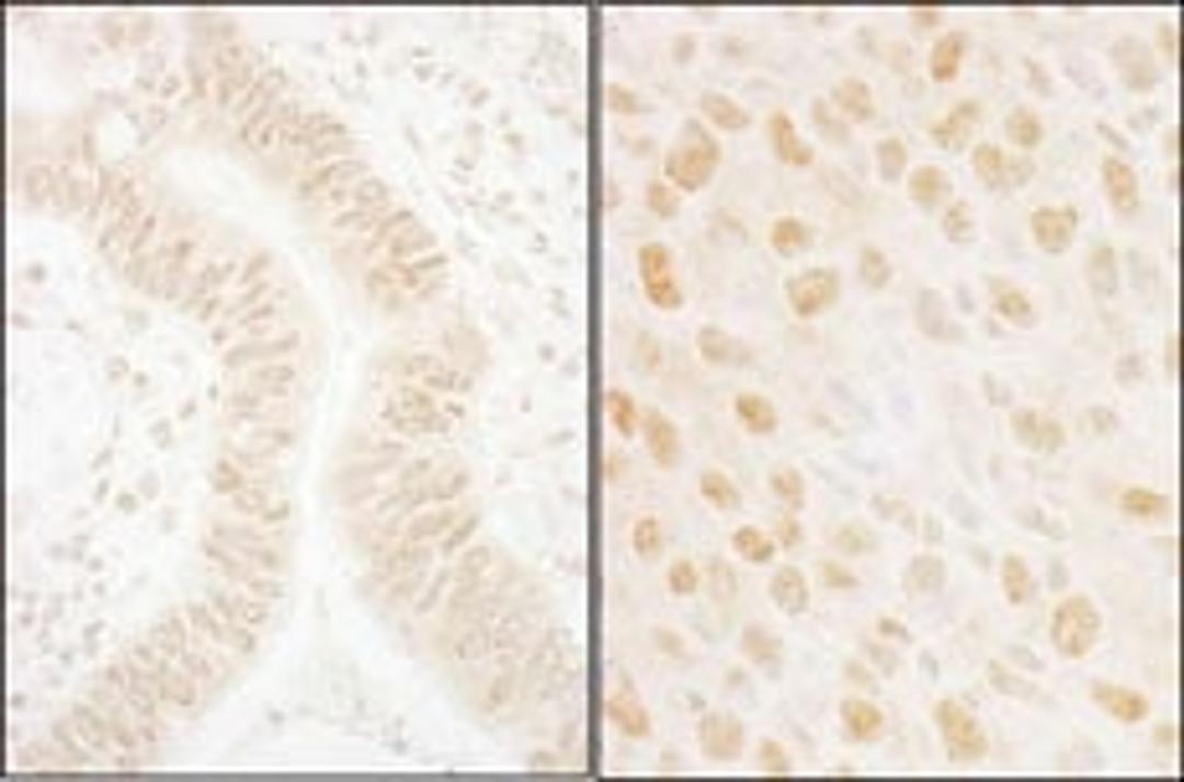 Detection of human and mouse SSB1 by immunohistochemistry.