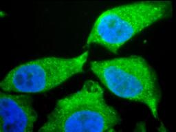 Immunofluorescence analysis of hela cells using EC SOD antibody