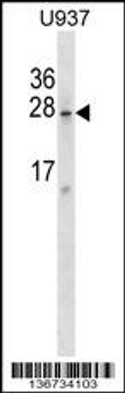 Western blot analysis in U937 cell line lysates (35ug/lane).