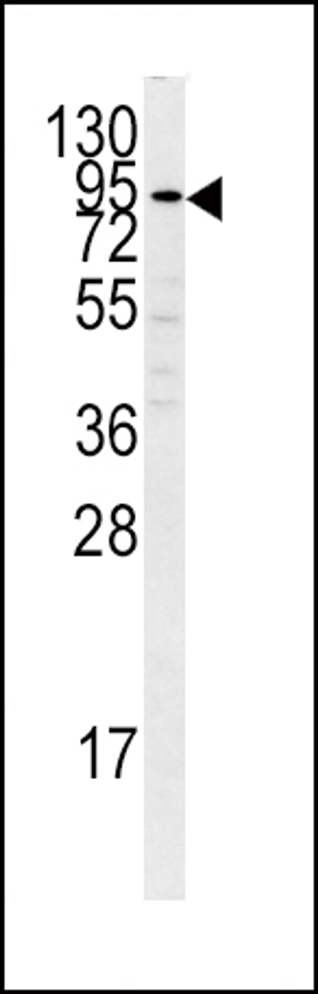 Western blot analysis of PLG antibody in K562 cell line lysates (35ug/lane)