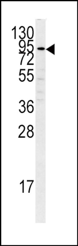 Western blot analysis of PLG antibody in K562 cell line lysates (35ug/lane)