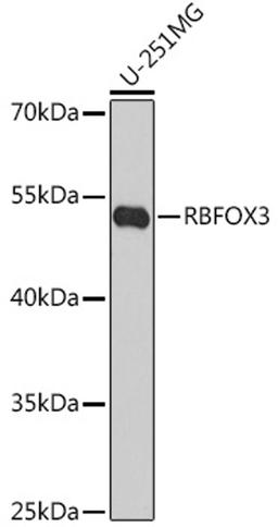 Western blot - RBFOX3 antibody (A15959)