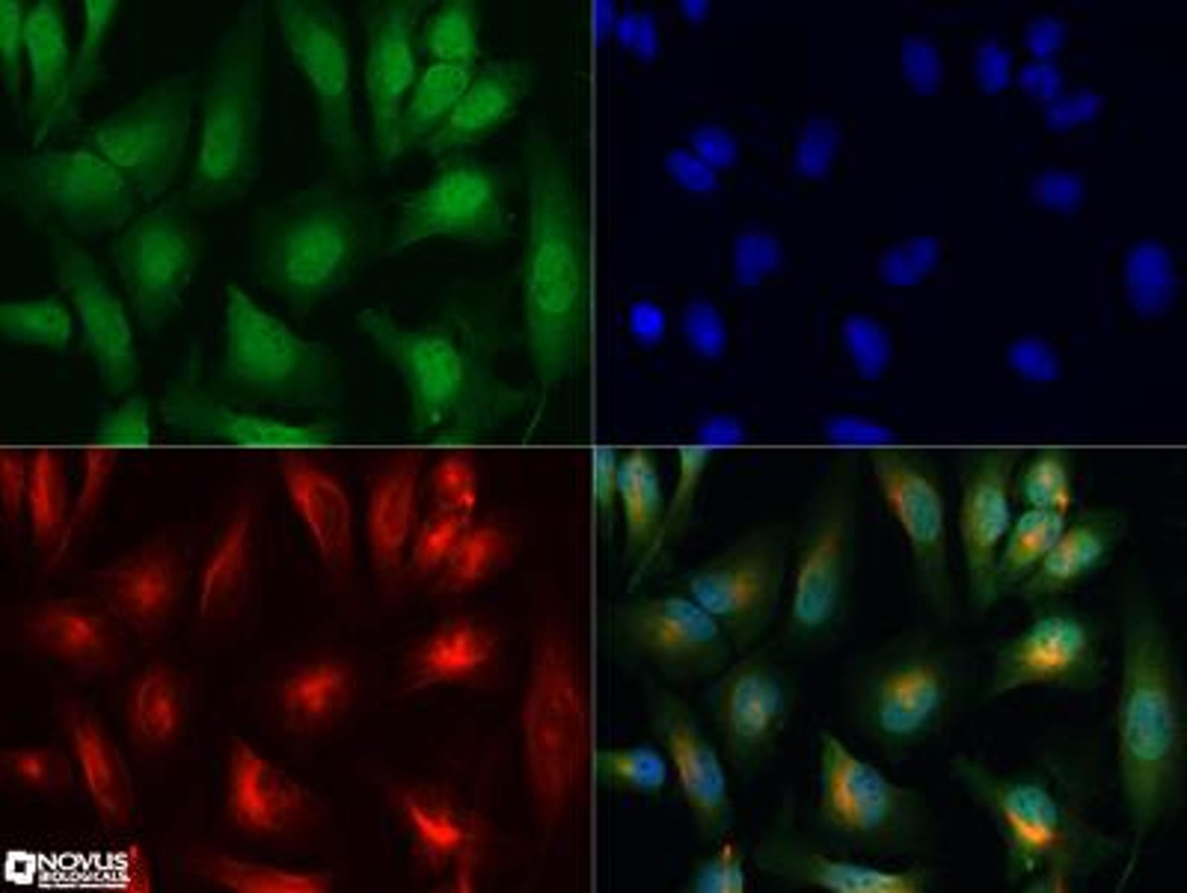 Immunocytochemistry/Immunofluorescence: PIM1 Antibody [NBP2-31366] - PIM1 antibody was tested in HeLa cells with Dylight 488 (green). Nuclei and alpha-tubulin were counterstained with DAPI (blue) and Dylight 550 (red). A concentration of 0.01 ug/ml was used. Image objective 40x.