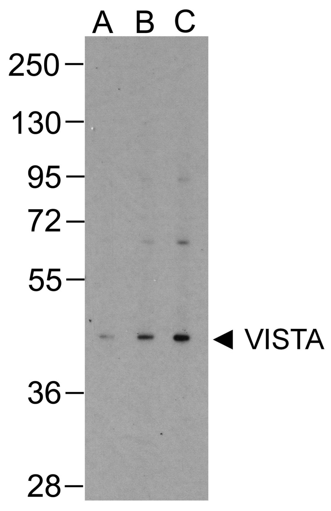 Western blot analysis of VISTA in overexpressing HEK293 cells with VISTA antibody at (A) 0.25 (B) 0.5 and (C) 1 &#956;g/ml