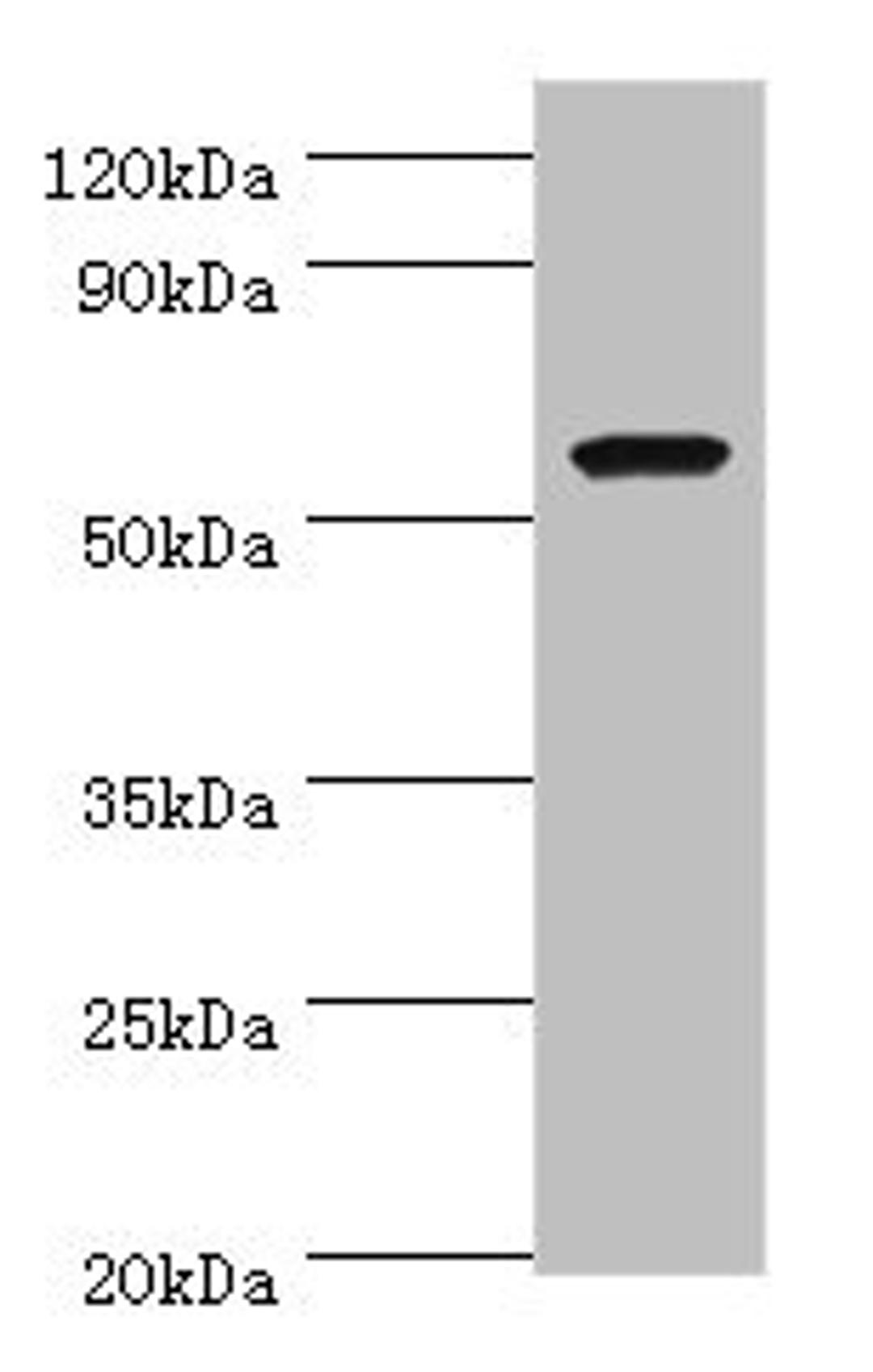 Western blot. All lanes: AMY1A antibody at 7ug/ml + Rat heart tissue. Secondary. Goat polyclonal to rabbit IgG at 1/10000 dilution. Predicted band size: 58 kDa. Observed band size: 58 kDa. 