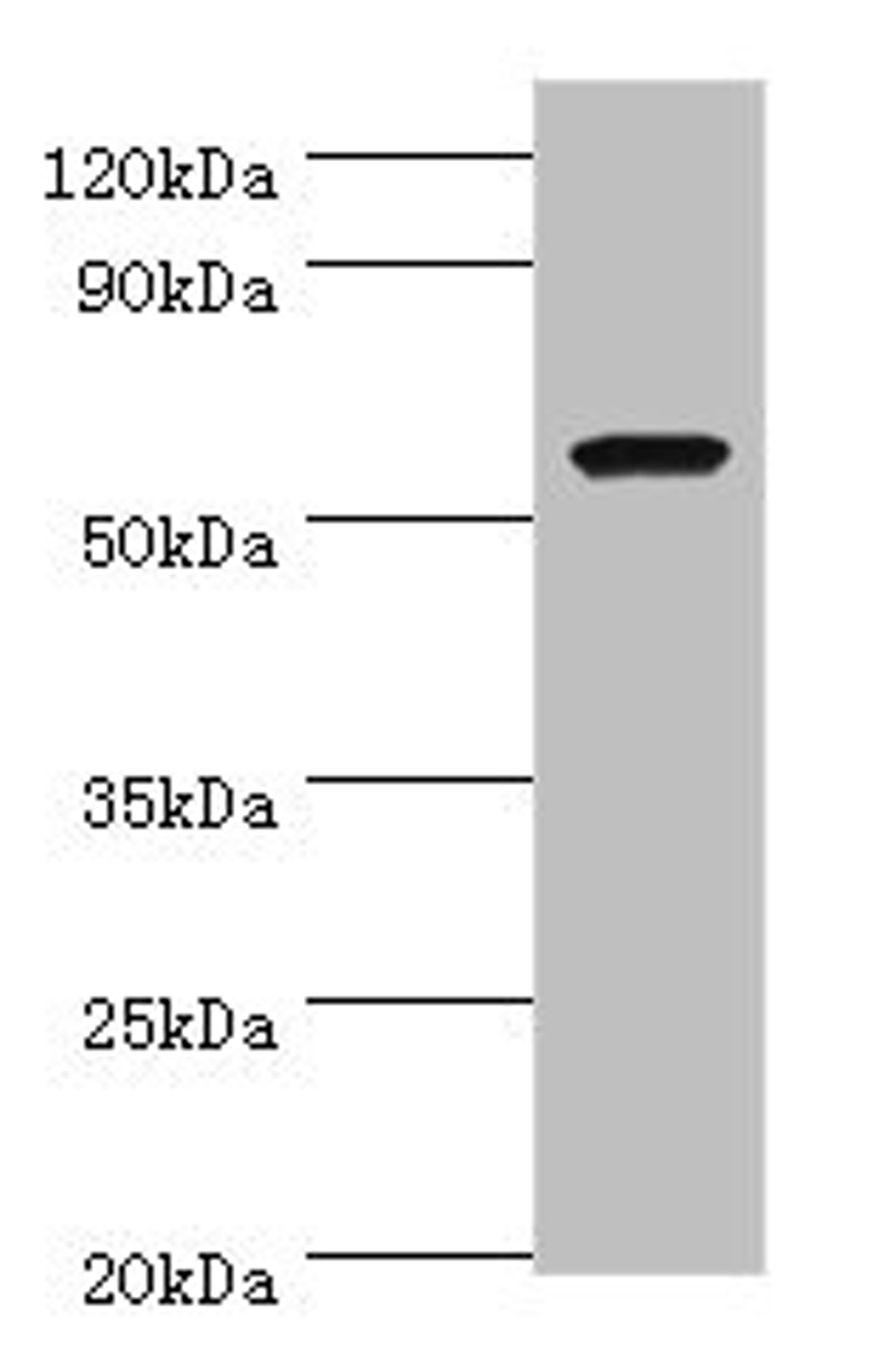 Western blot. All lanes: AMY1A antibody at 7ug/ml + Rat heart tissue. Secondary. Goat polyclonal to rabbit IgG at 1/10000 dilution. Predicted band size: 58 kDa. Observed band size: 58 kDa. 
