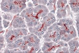 Immunohistochemistry of SLAIN1 in human pancreas with SLAIN1 antibody at 5 &#956;g/mL.