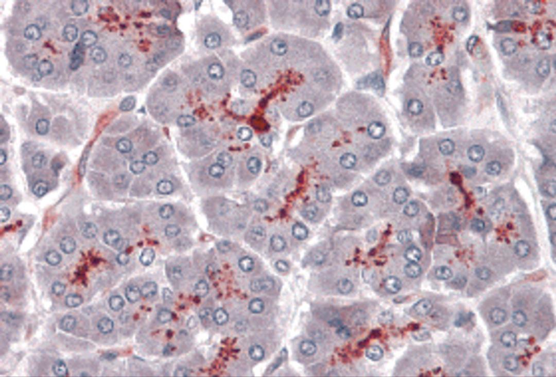 Immunohistochemistry of SLAIN1 in human pancreas with SLAIN1 antibody at 5 μg/mL.