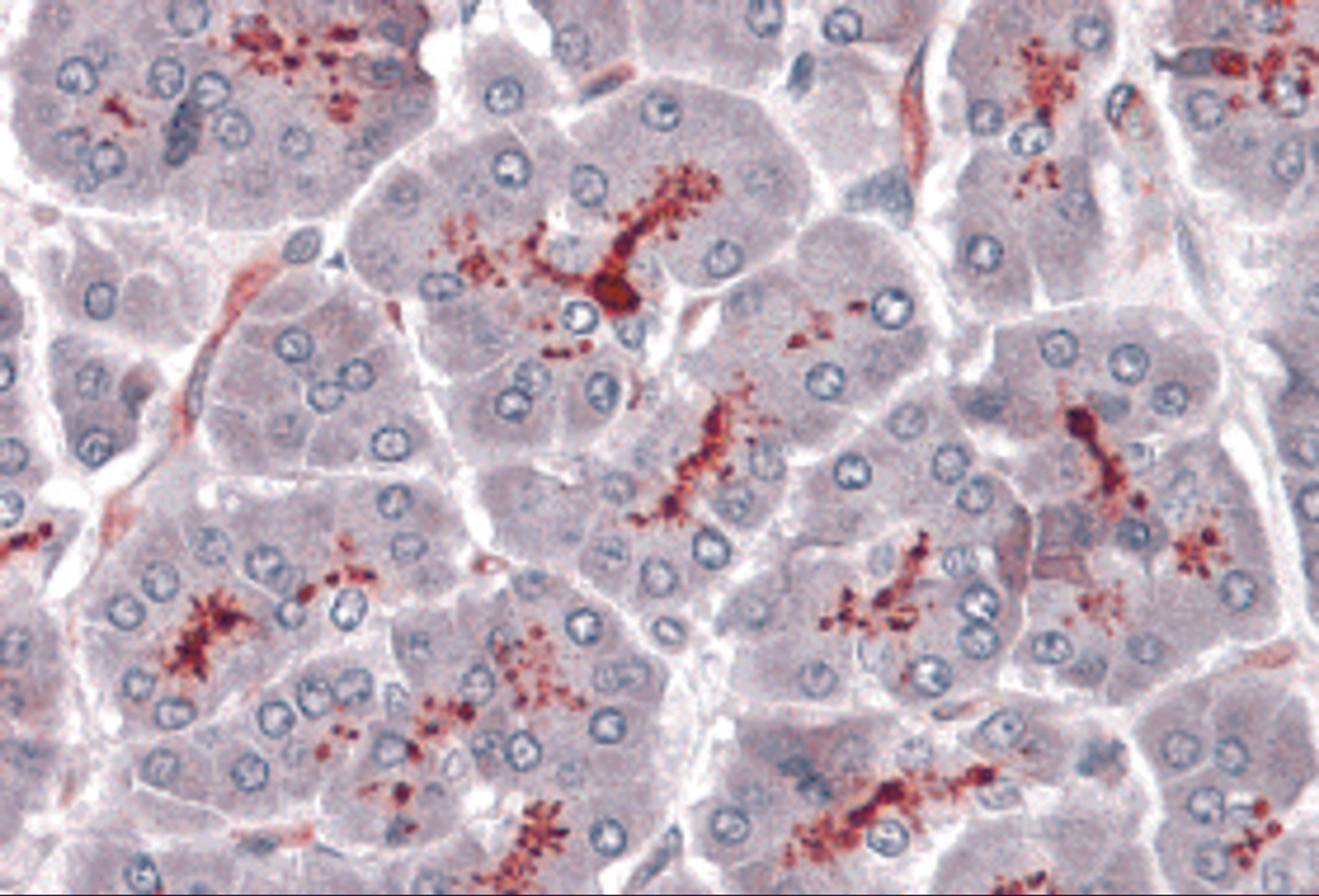 Immunohistochemistry of SLAIN1 in human pancreas with SLAIN1 antibody at 5 μg/mL.