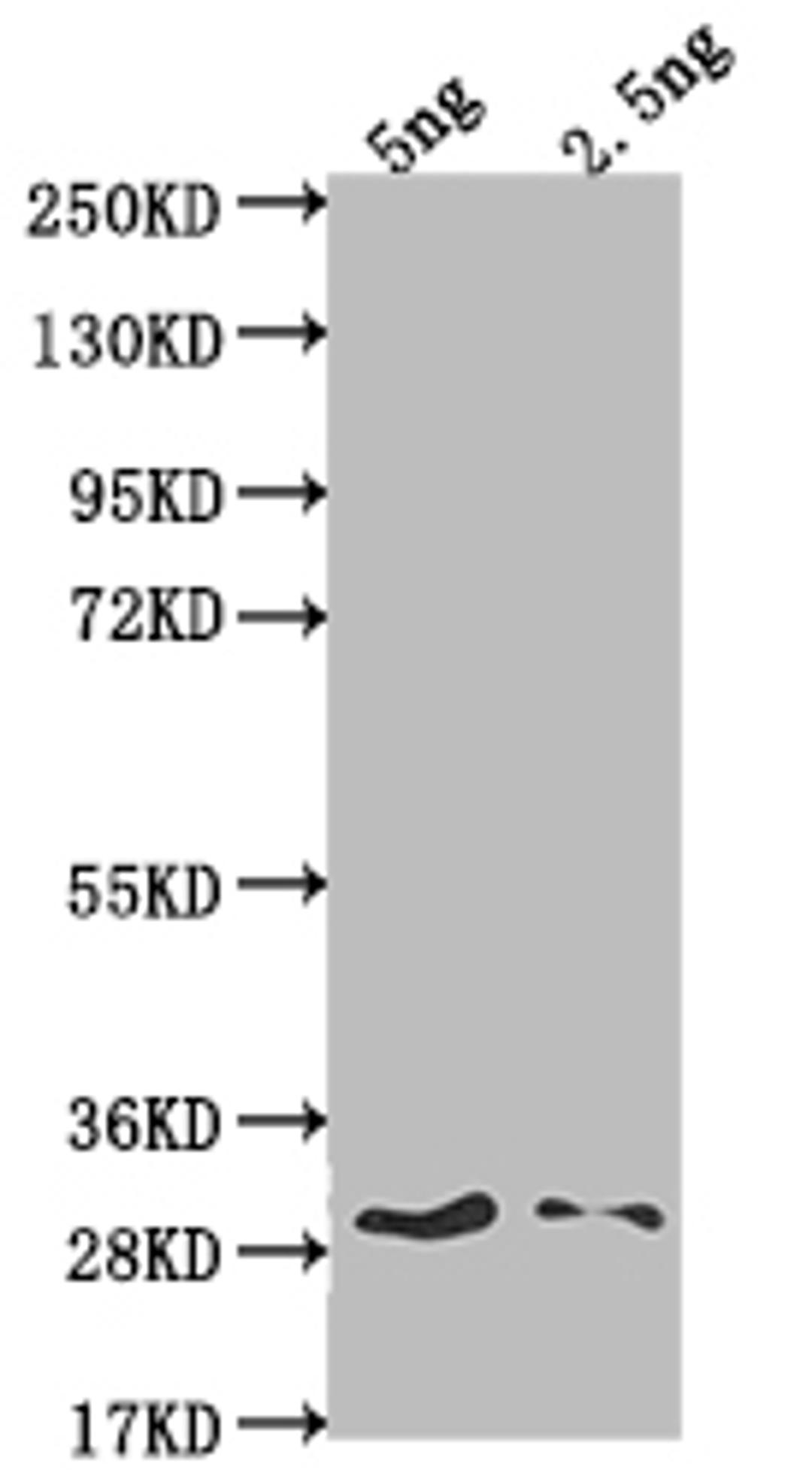 Western Blot. Positive WB detected in Recombinant protein. All lanes: SPY antibody at 1:2000. Secondary. Goat polyclonal to rabbit IgG at 1/50000 dilution. Predicted band size: 26.8 kDa. Observed band size: 33 kDa.