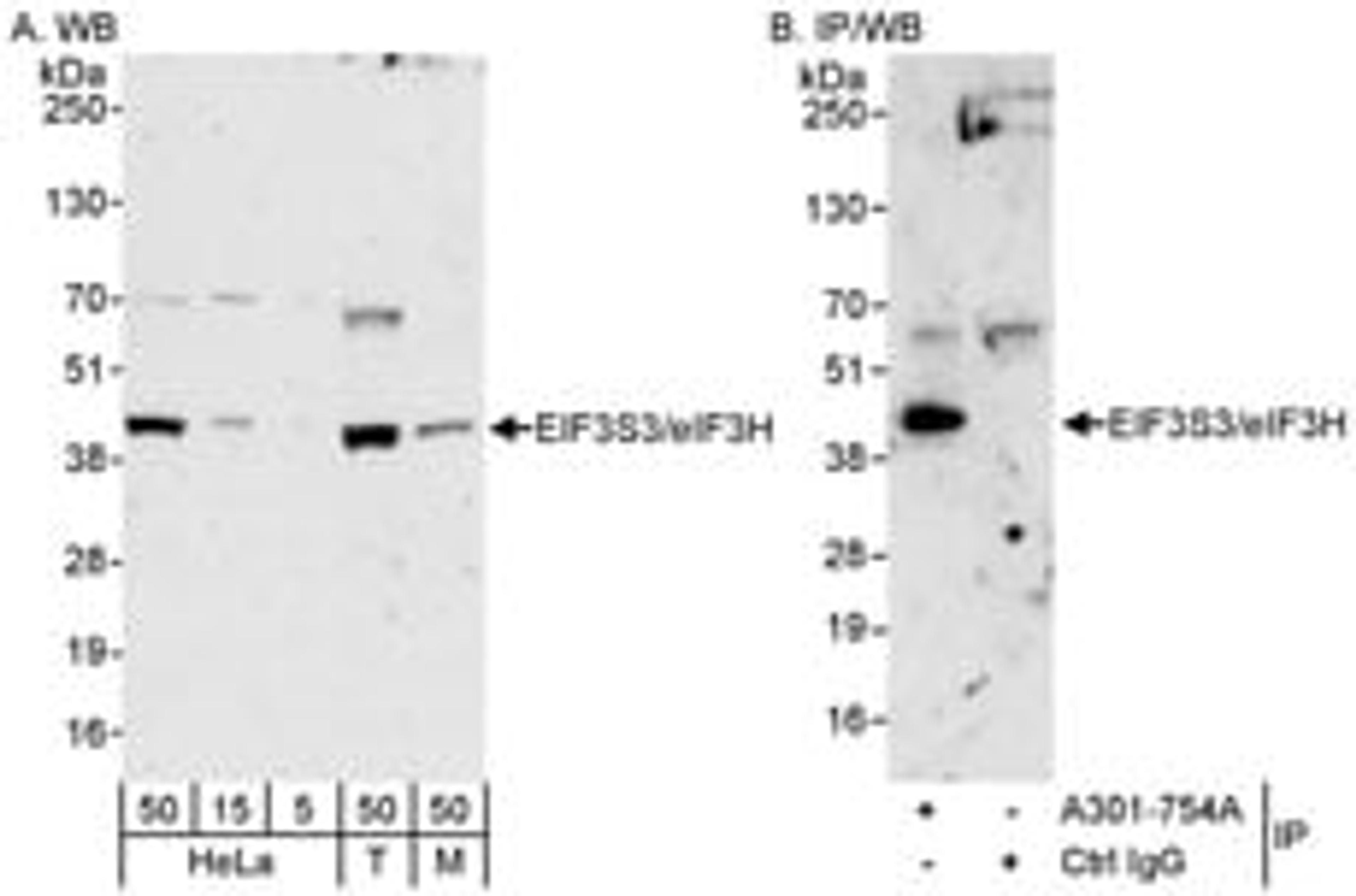 Detection of human and mouse eIF3H/EIF3S3 by western blot (h&m) and immunoprecipitation (h).