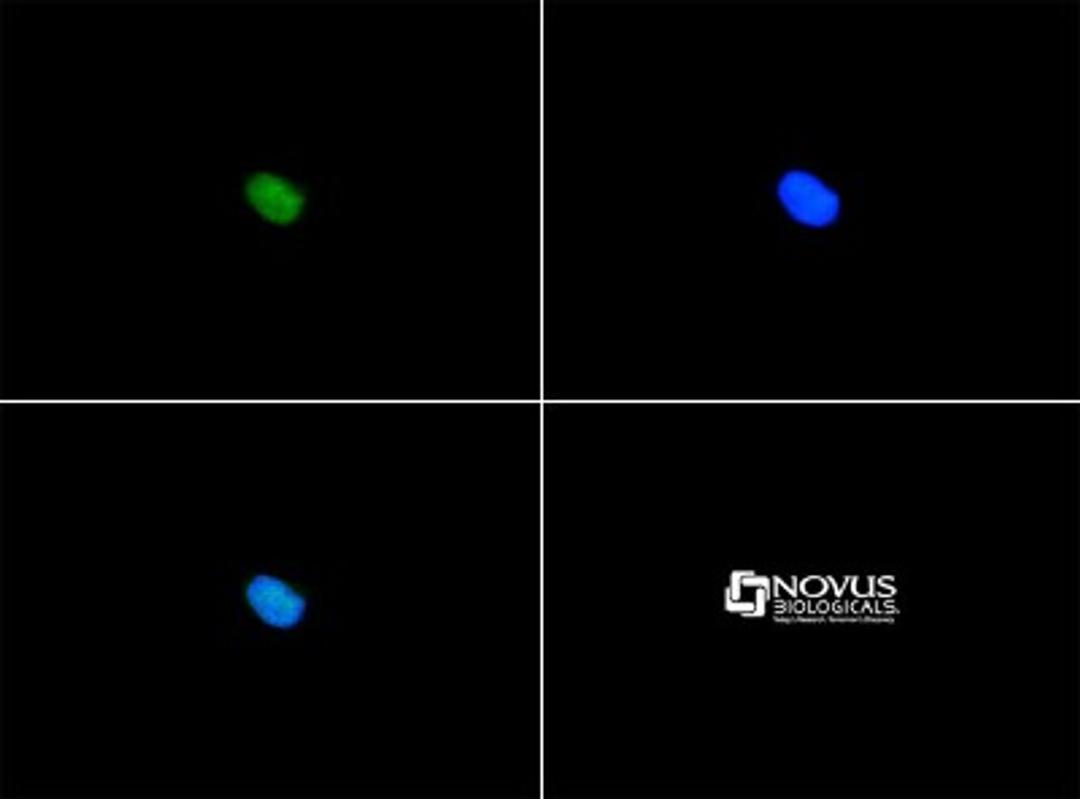 Immunocytochemistry/Immunofluorescence: SERF1A Antibody [NBP1-78392] - Serf1a antibody was tested in Ntera2 cells with FITC (green). Nuclei were counterstained with DAPI (blue).