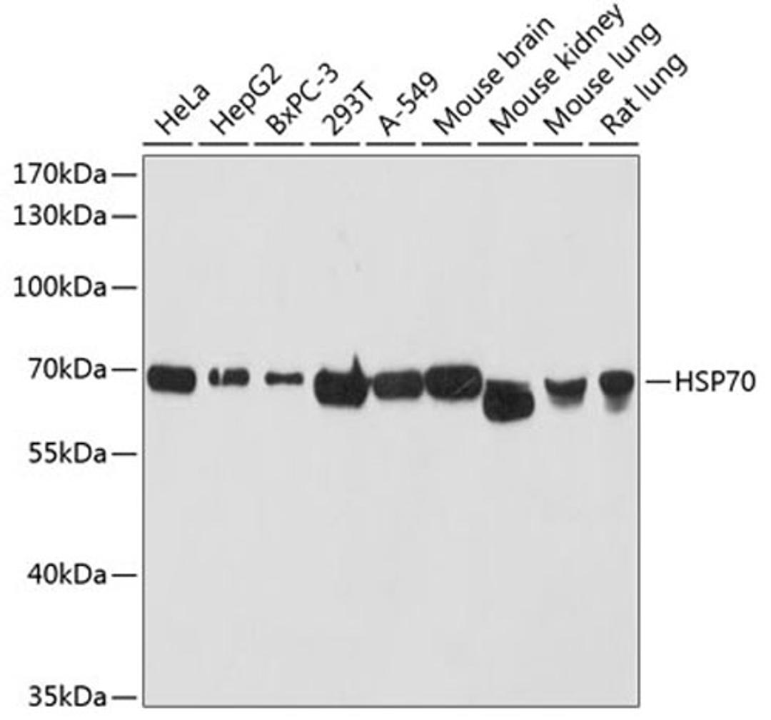 Western blot - HSP70 antibody (A12948)