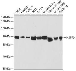 Western blot - HSP70 antibody (A12948)