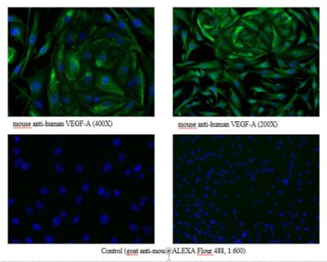 Immunocytochemistry/Immunofluorescence: PLGF Antibody (3B10) [NB110-96418] - Immunofluorescence staining of PlGF in a mixture of primary human dermal lymphatic endothelial cells (HDLEC) and the mouse myoblast cell line C2C12 with monoclonal mouse anti-human PlGF #3B10. The cells were pretreated wit 0.1% Triton X100.