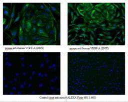 Immunocytochemistry/Immunofluorescence: PLGF Antibody (3B10) [NB110-96418] - Immunofluorescence staining of PlGF in a mixture of primary human dermal lymphatic endothelial cells (HDLEC) and the mouse myoblast cell line C2C12 with monoclonal mouse anti-human PlGF #3B10. The cells were pretreated wit 0.1% Triton X100.