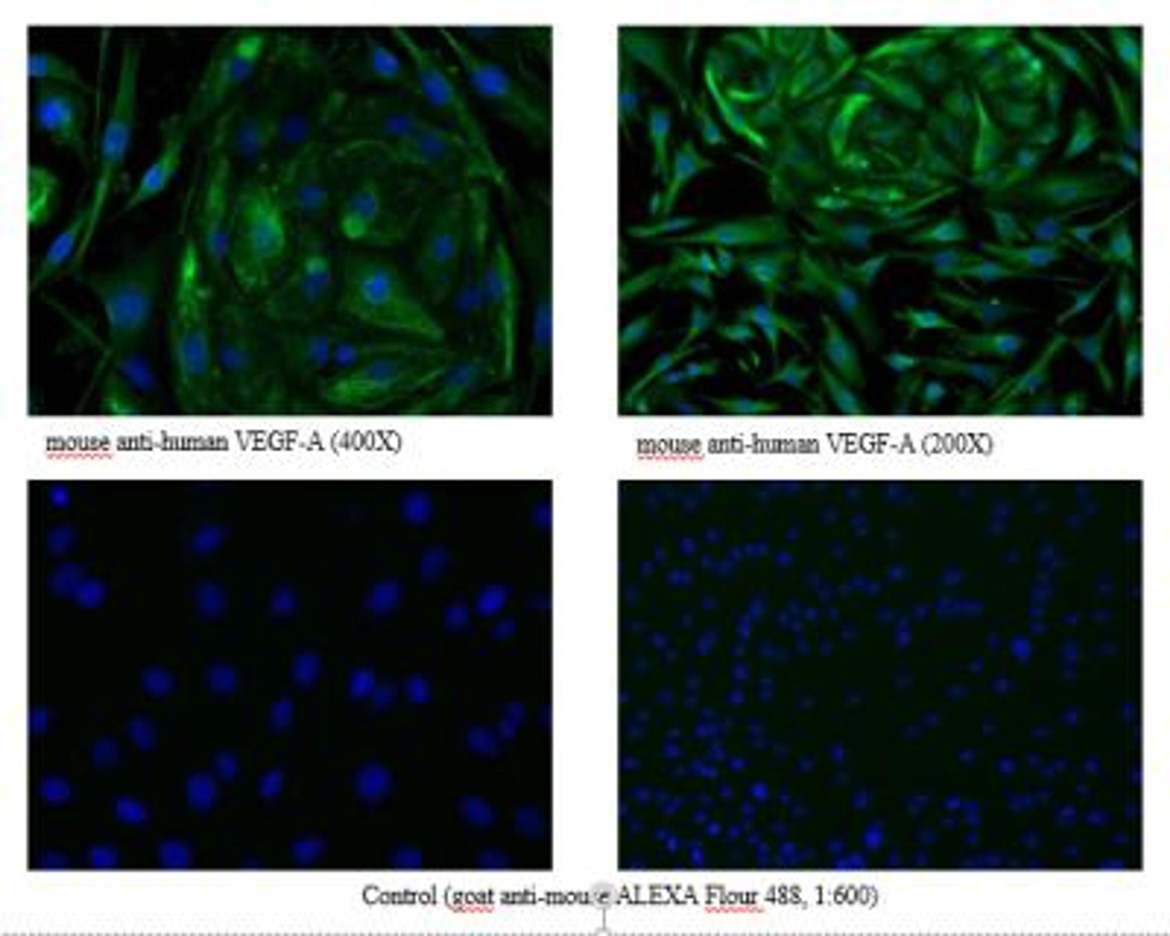 Immunocytochemistry/Immunofluorescence: PLGF Antibody (3B10) [NB110-96418] - Immunofluorescence staining of PlGF in a mixture of primary human dermal lymphatic endothelial cells (HDLEC) and the mouse myoblast cell line C2C12 with monoclonal mouse anti-human PlGF #3B10. The cells were pretreated wit 0.1% Triton X100.