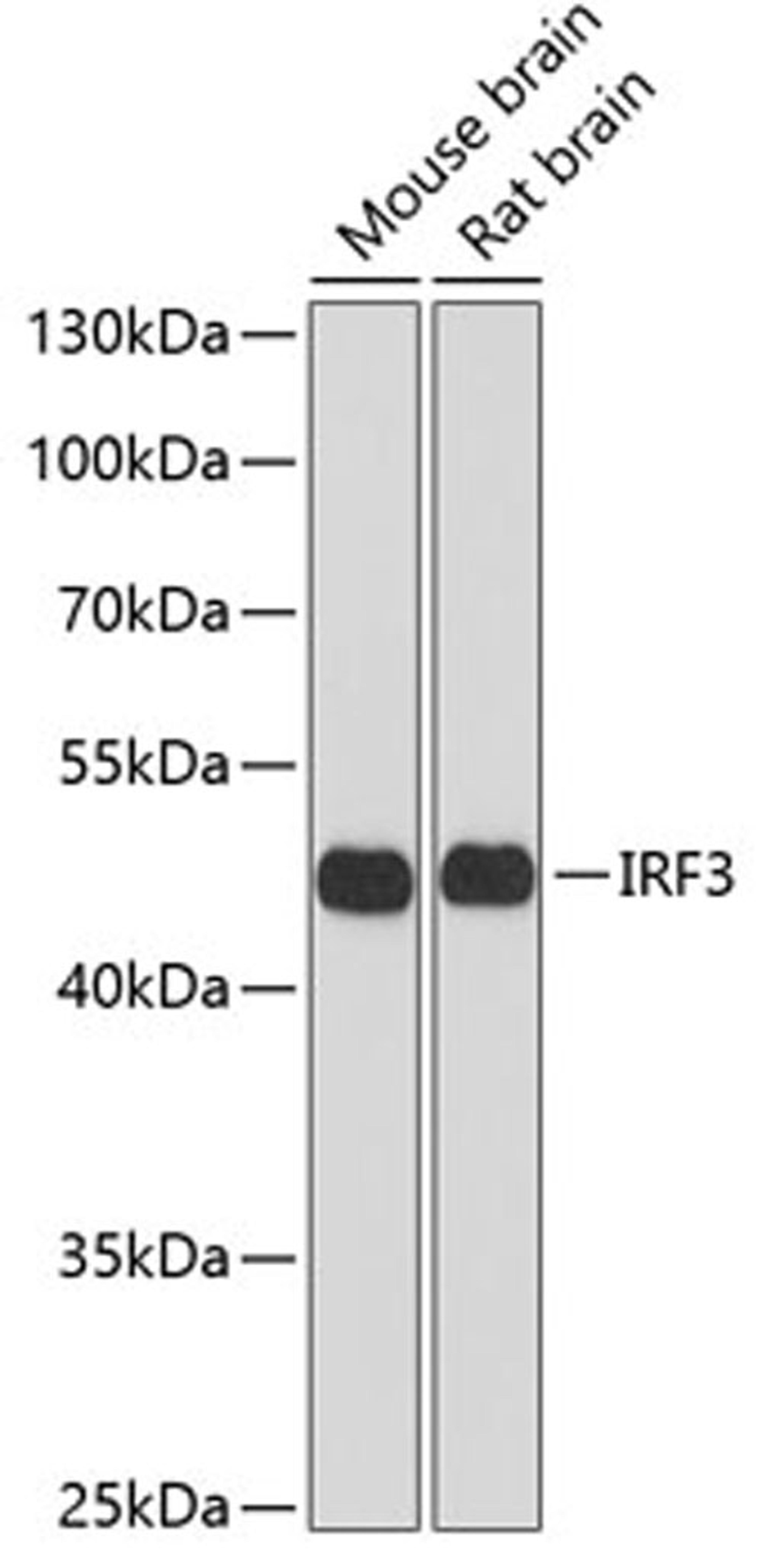 Western blot - IRF3 antibody (A2172)